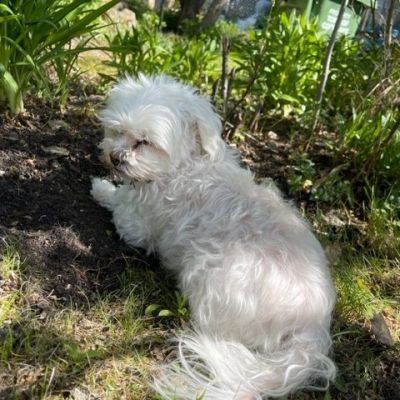 Rhodie's Mix